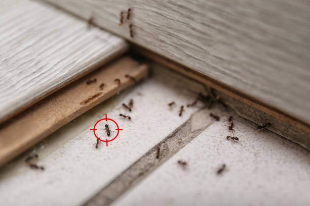 Reliable Nutter Fort, WV Pest Control Solutions