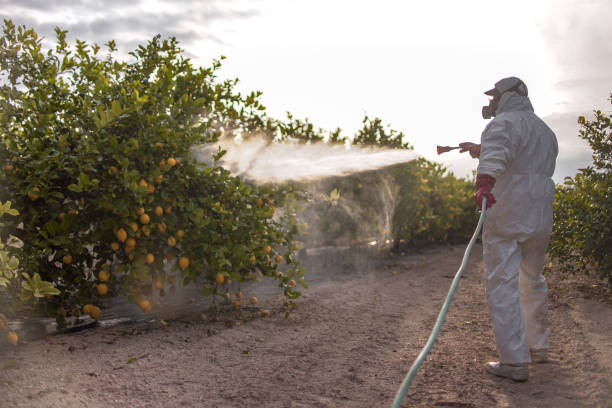 Pest Prevention Services in Nutter Fort, WV