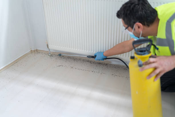 Wasp Removal Services in Nutter Fort, WV