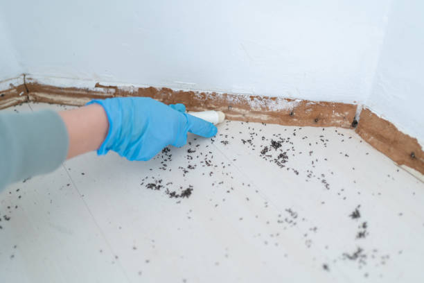 Best Best Pest Control Near Me  in Nutter Fort, WV